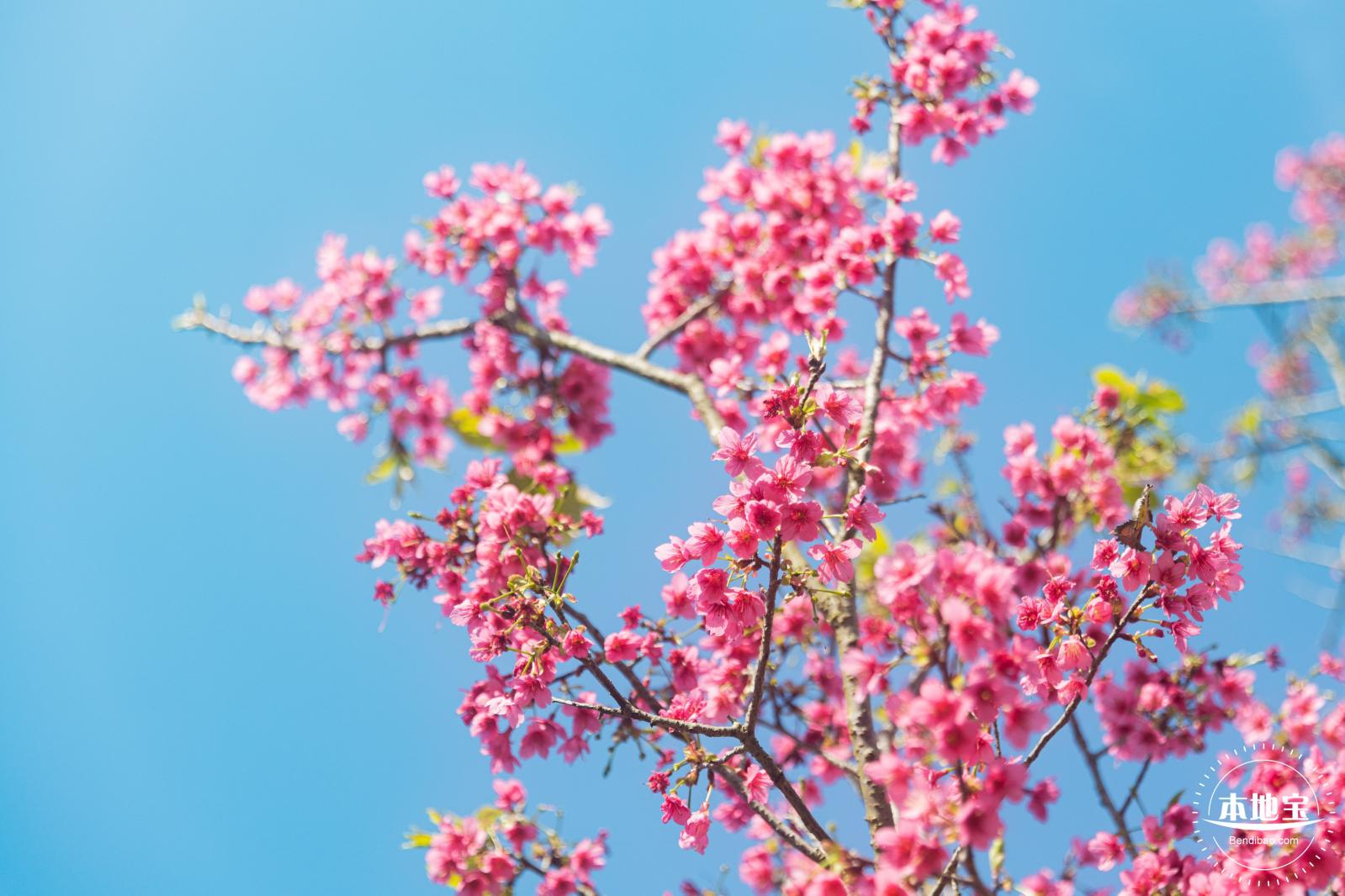 仙湖樱花