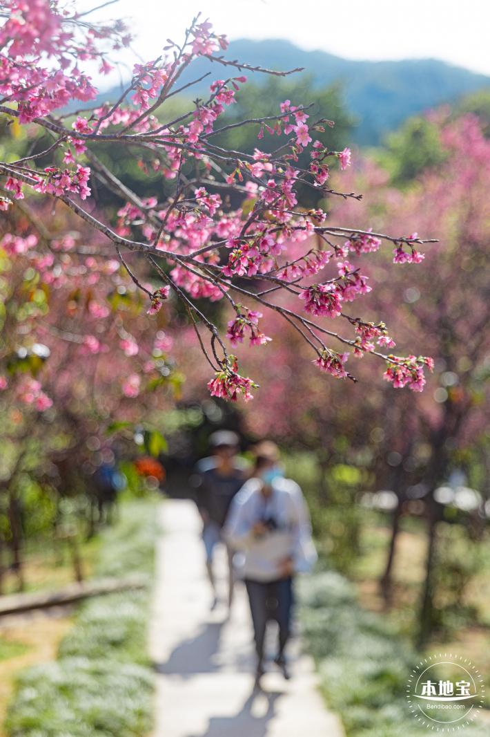 仙湖樱花