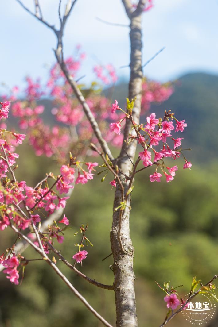 仙湖樱花