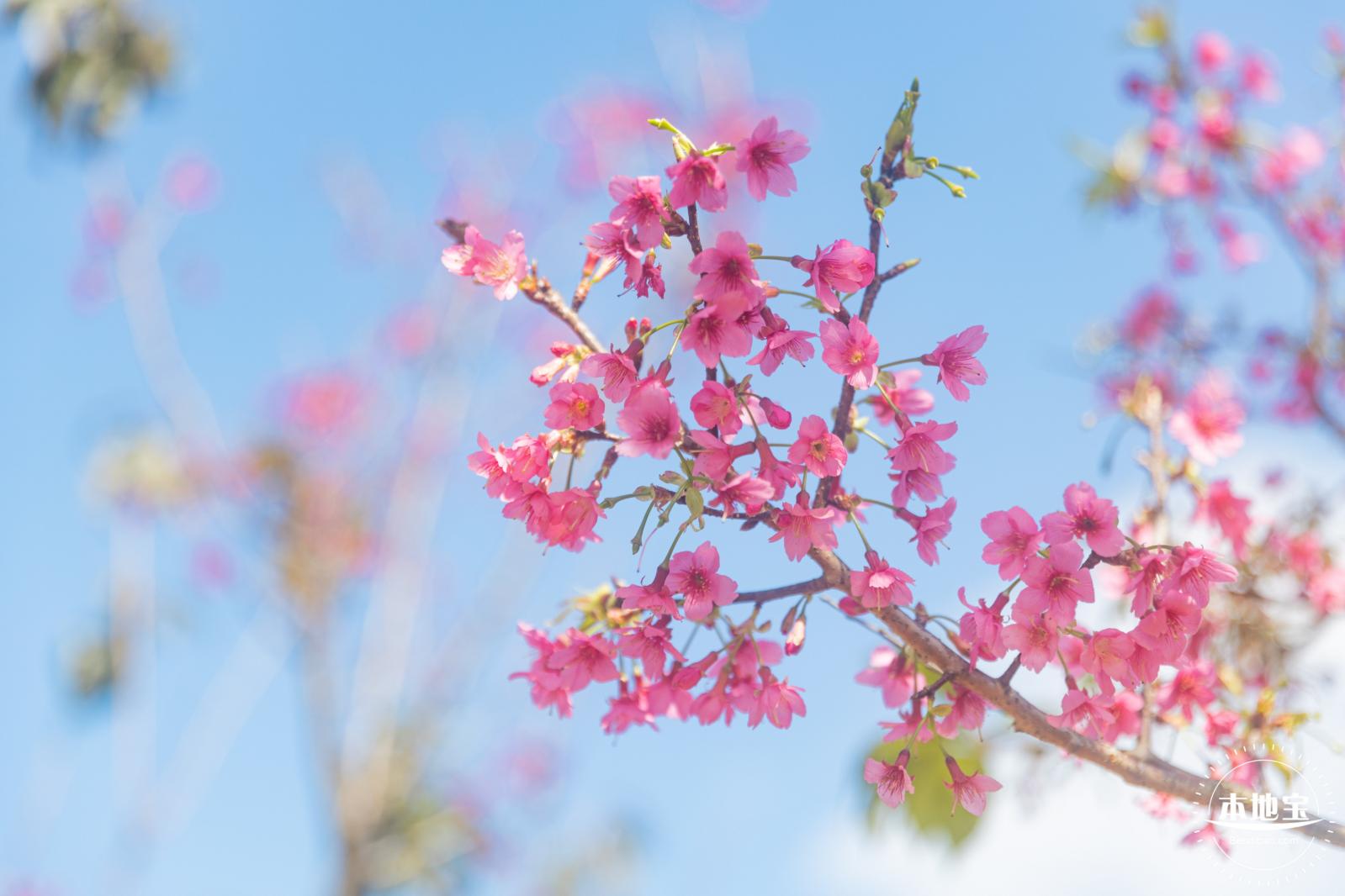 仙湖樱花