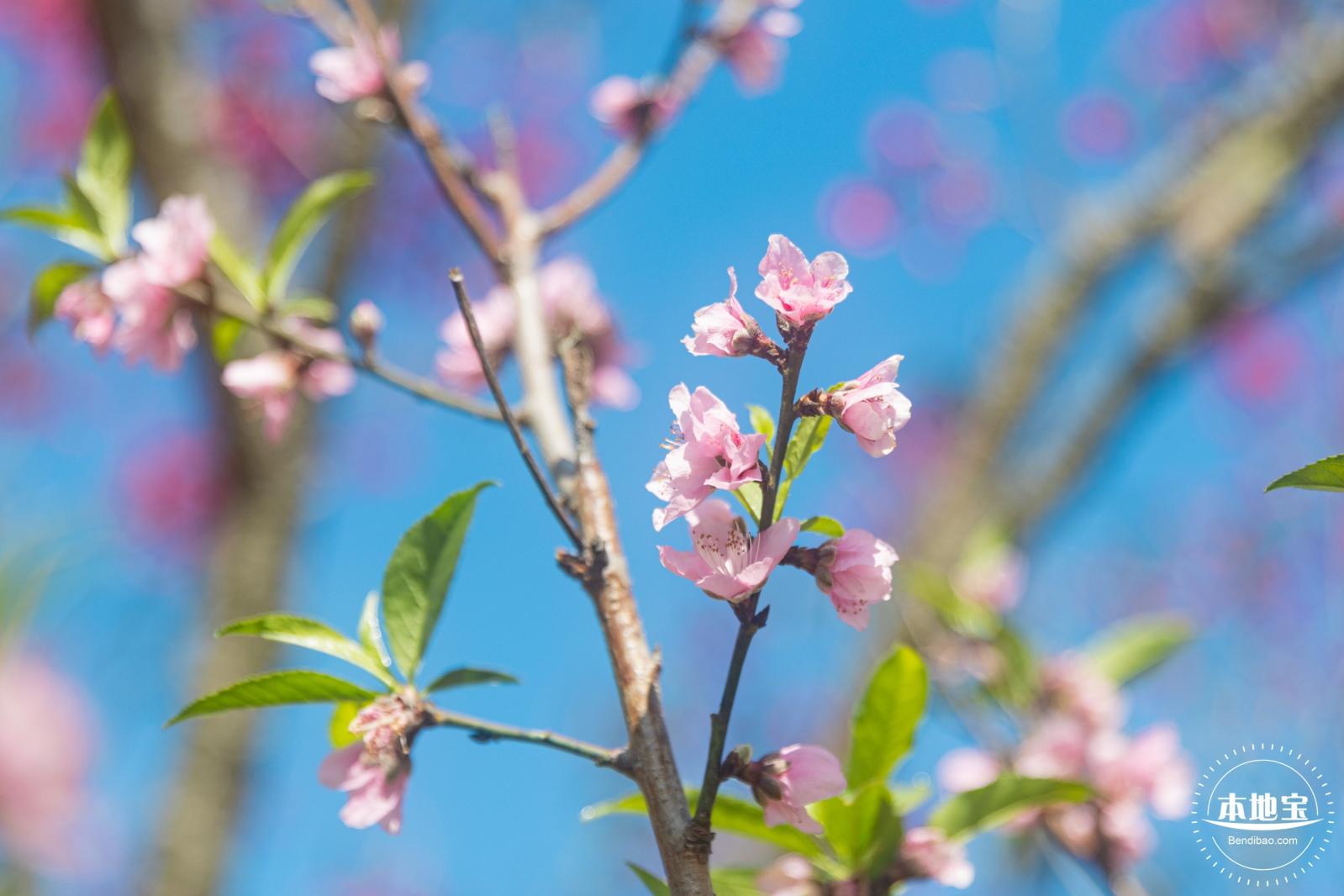 仙湖樱花