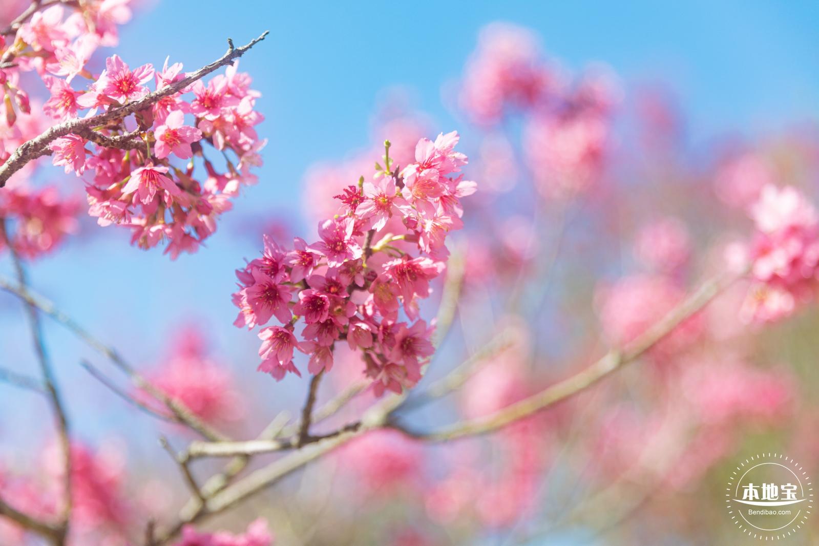 仙湖樱花