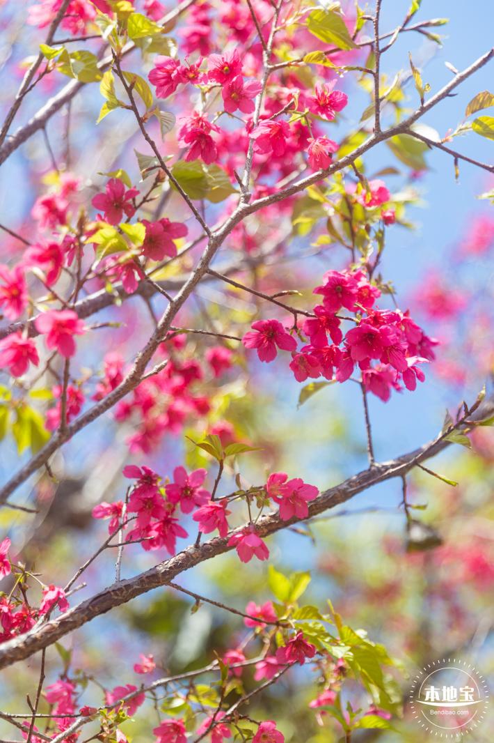 仙湖樱花