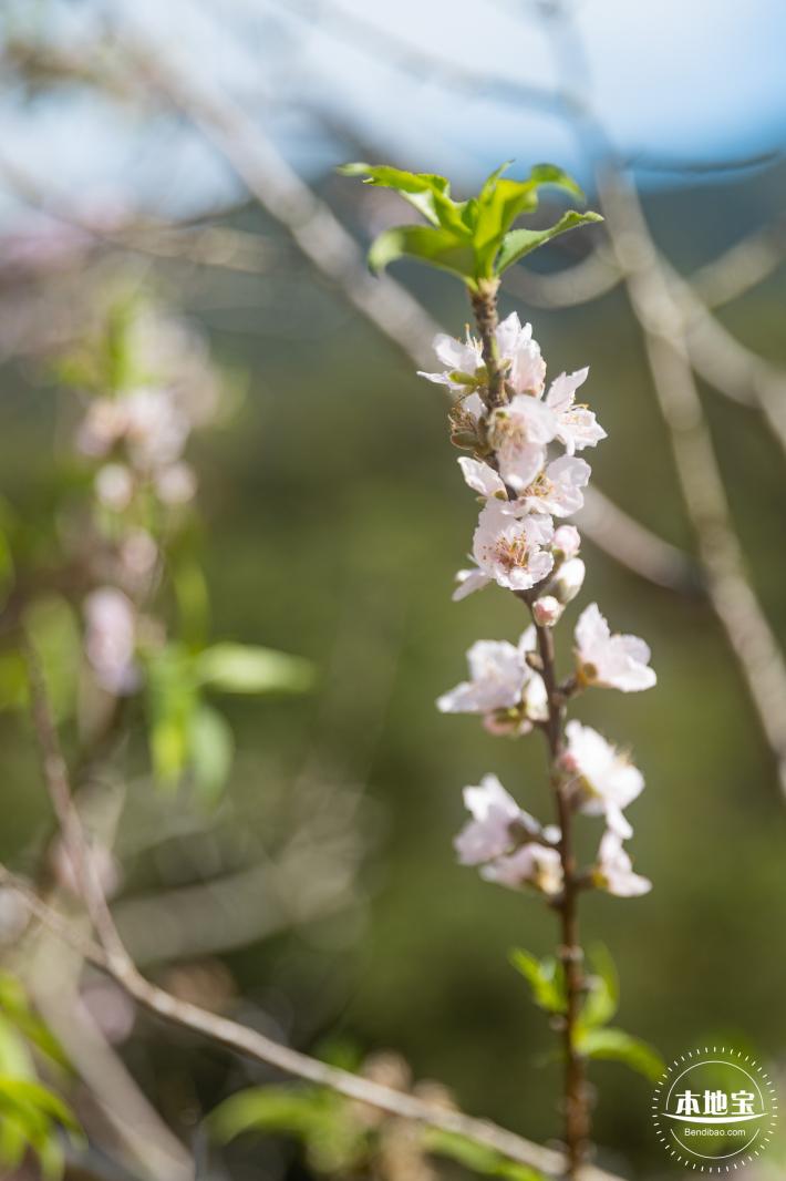 仙湖樱花