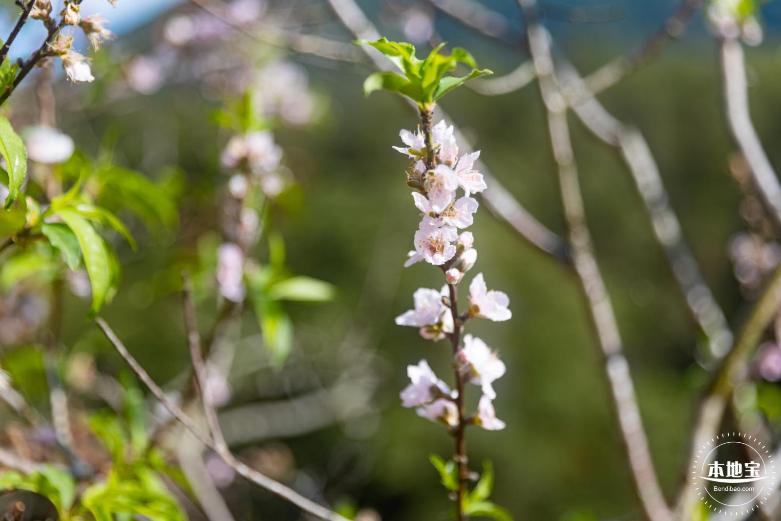 仙湖樱花