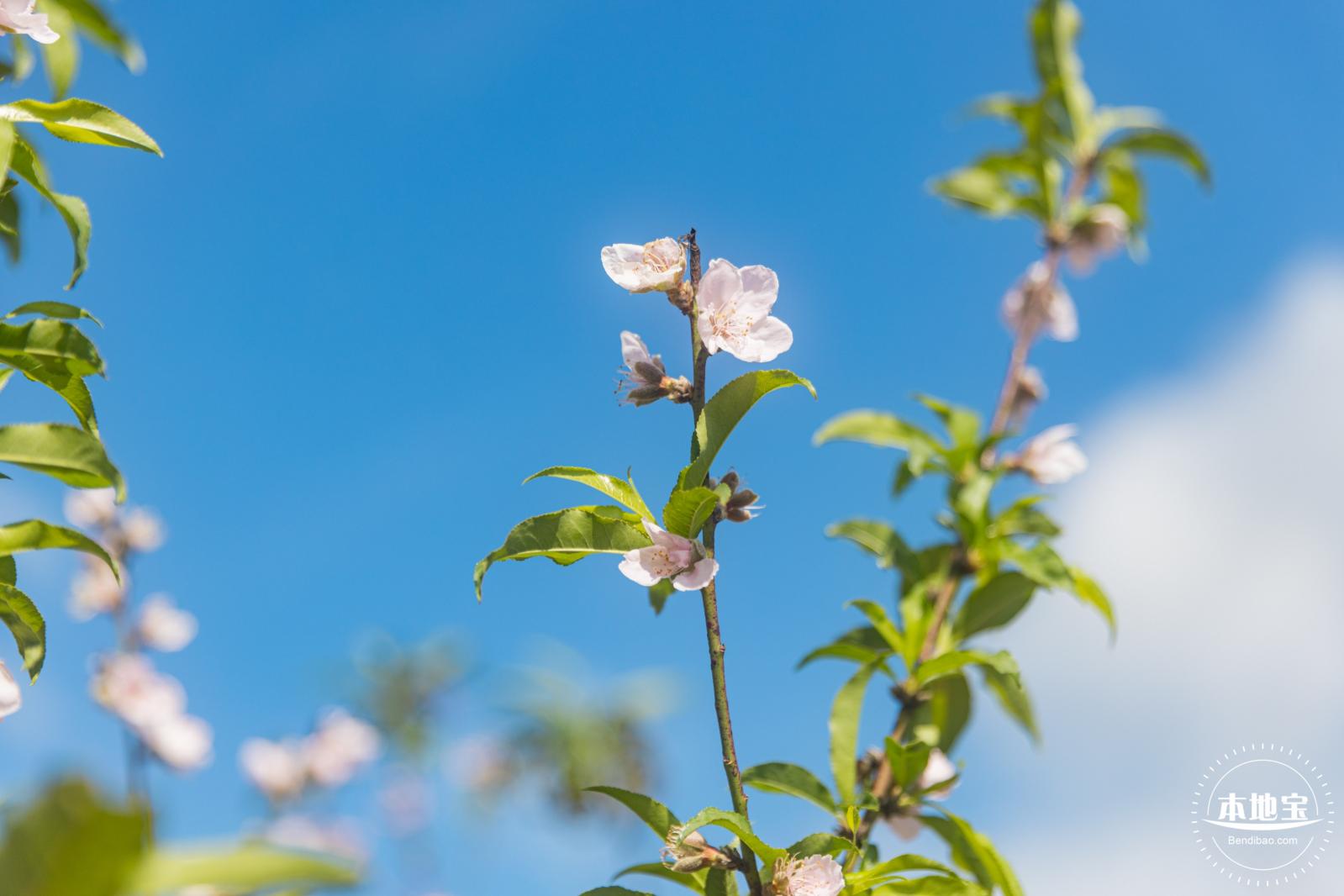 仙湖樱花