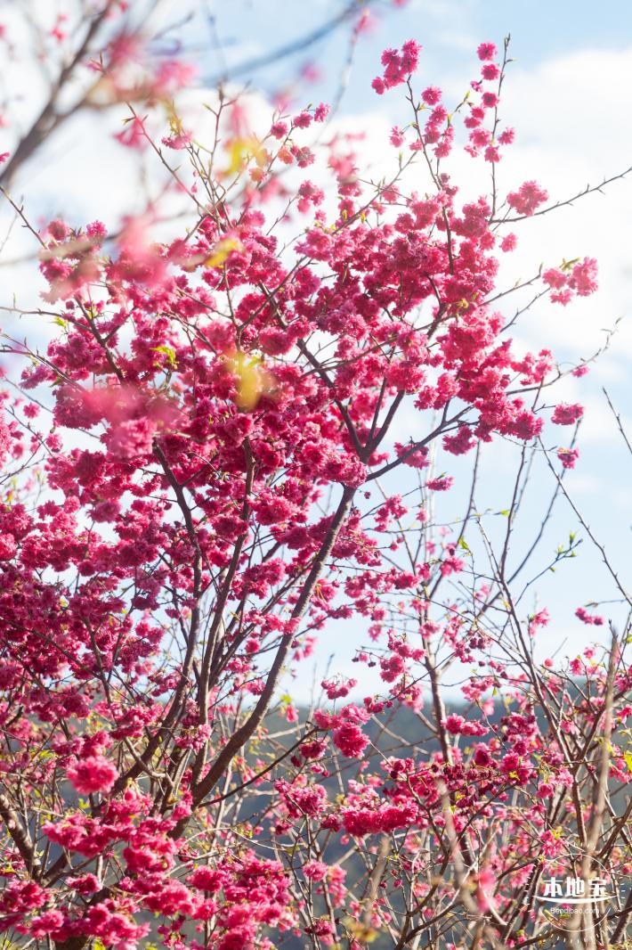 仙湖樱花