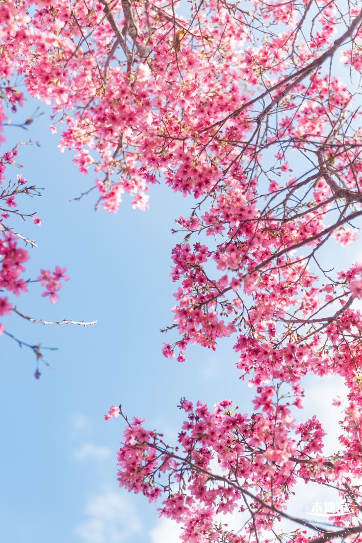 仙湖樱花