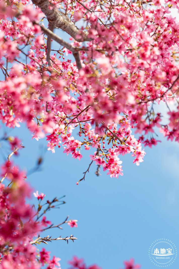 仙湖樱花