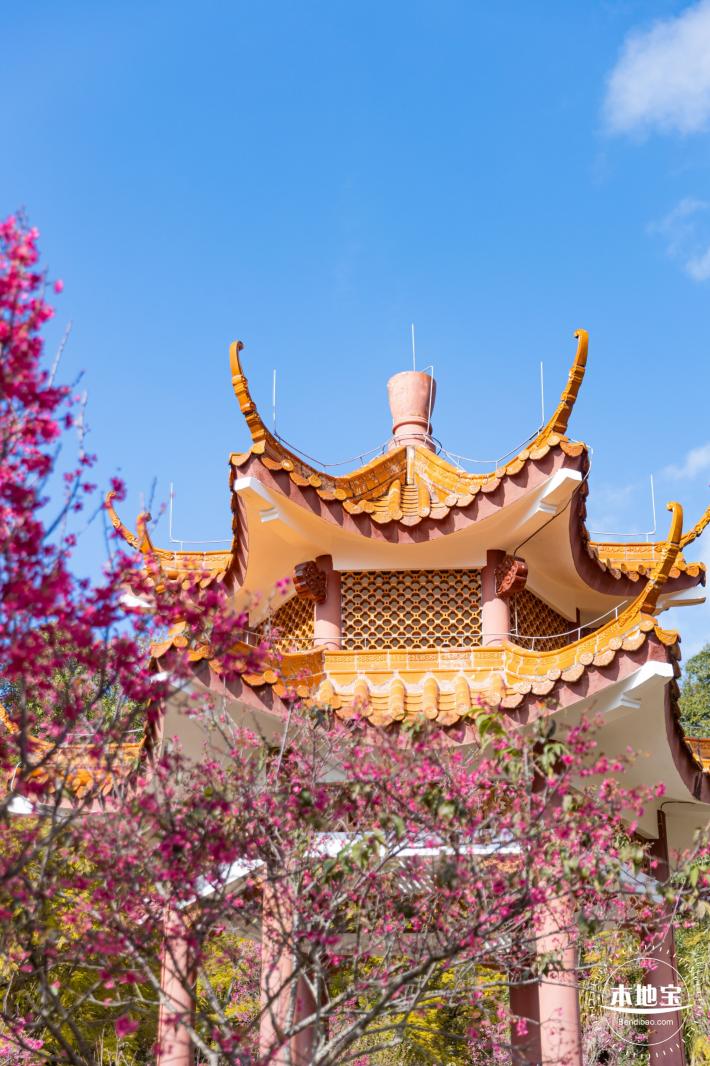 仙湖樱花