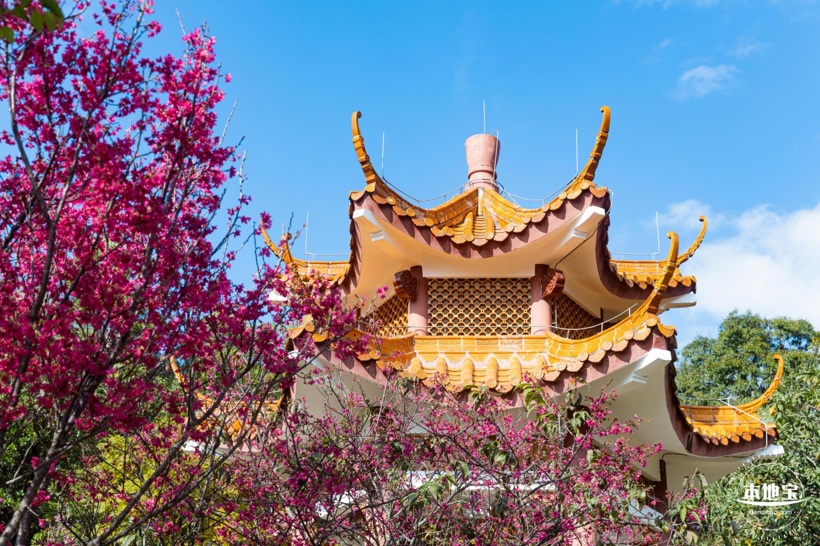 仙湖樱花