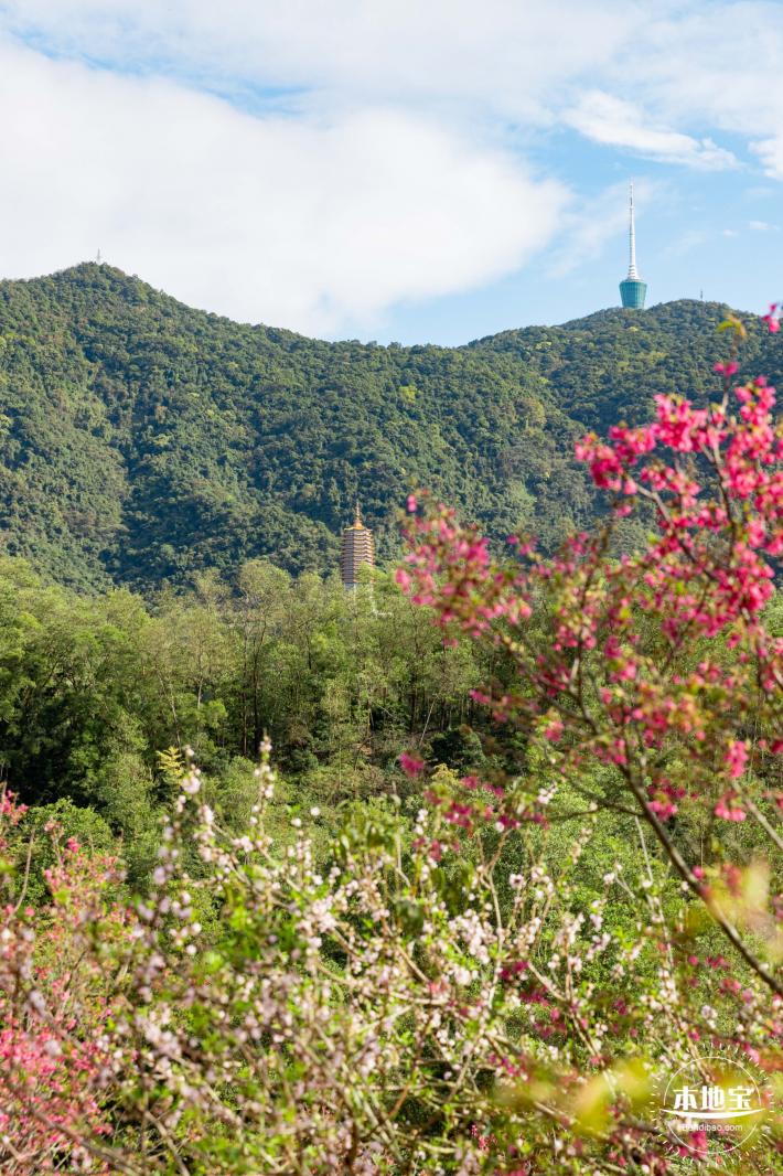 仙湖樱花