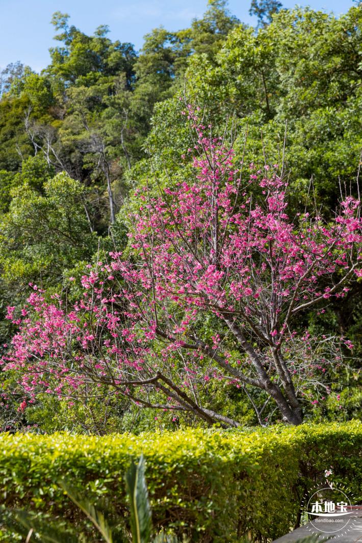 仙湖樱花