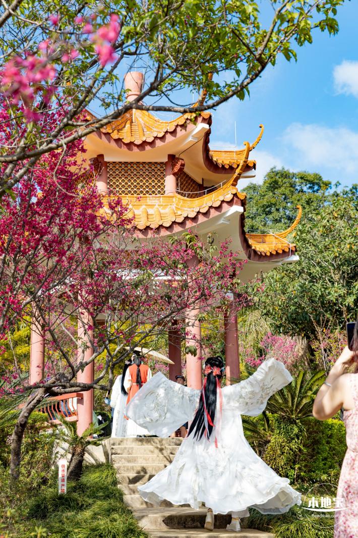 仙湖樱花