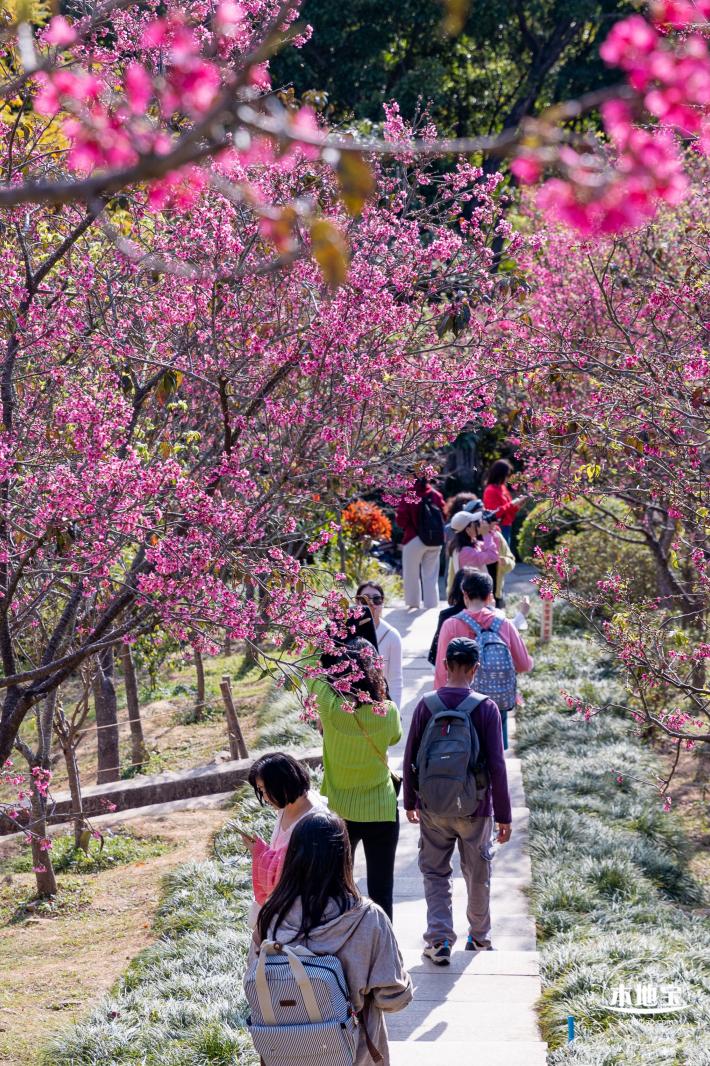 仙湖樱花