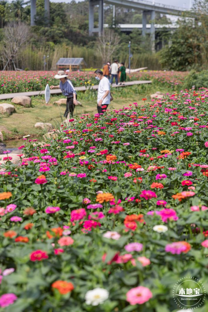 甘坑都市田园花海