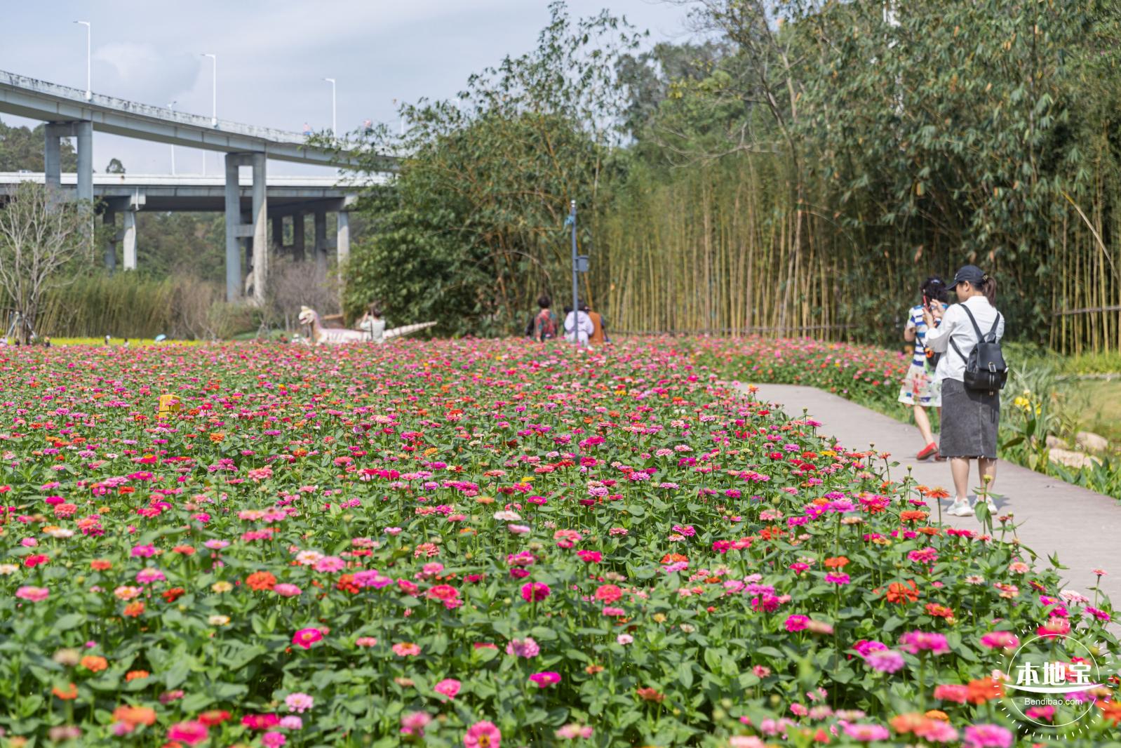 甘坑都市田园花海