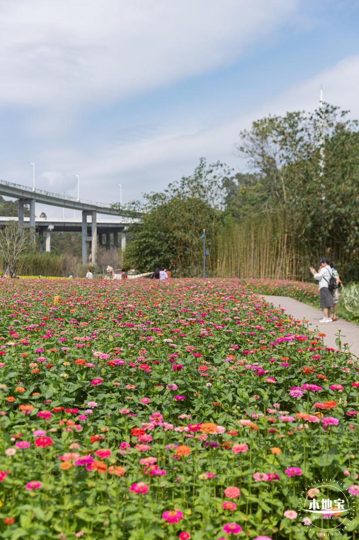 甘坑都市田园花海