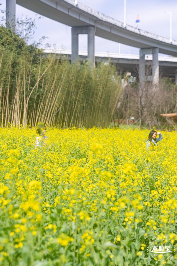 甘坑都市田园花海