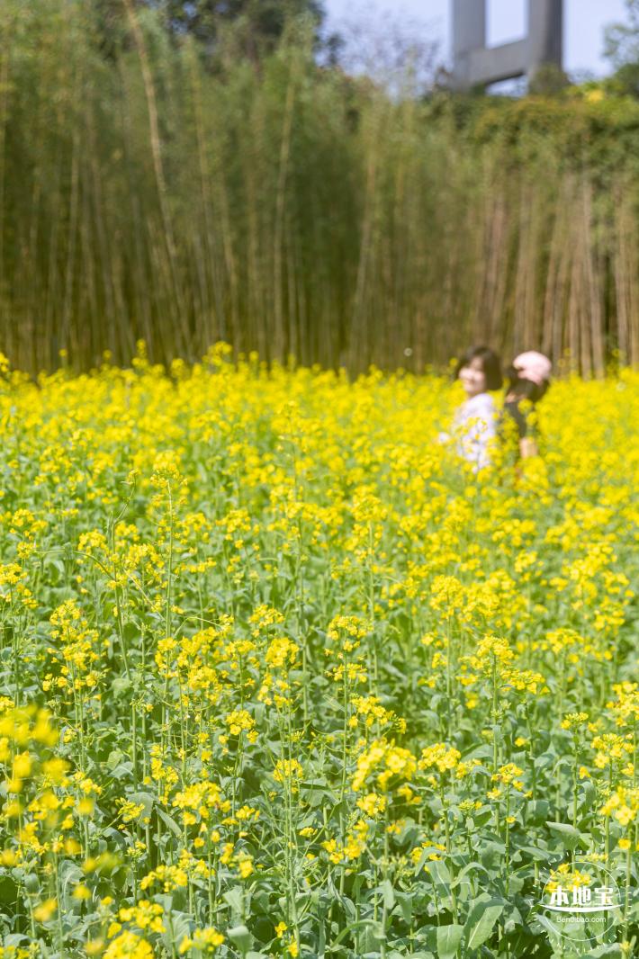 甘坑都市田园花海