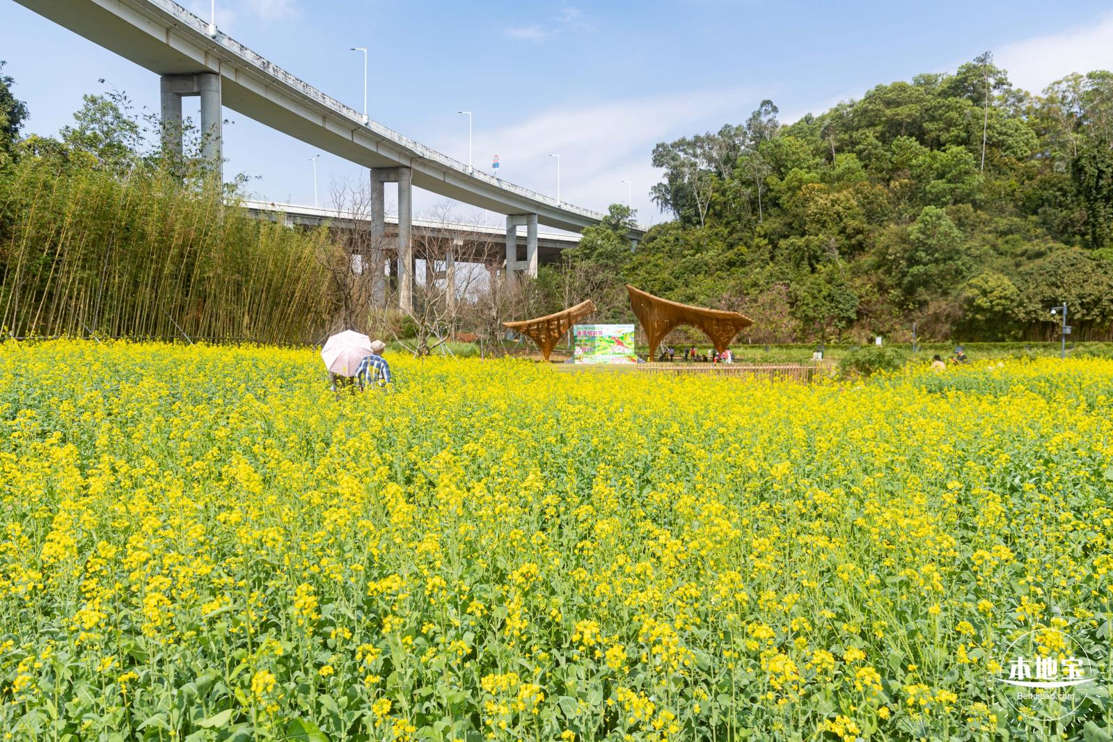 甘坑都市田园花海