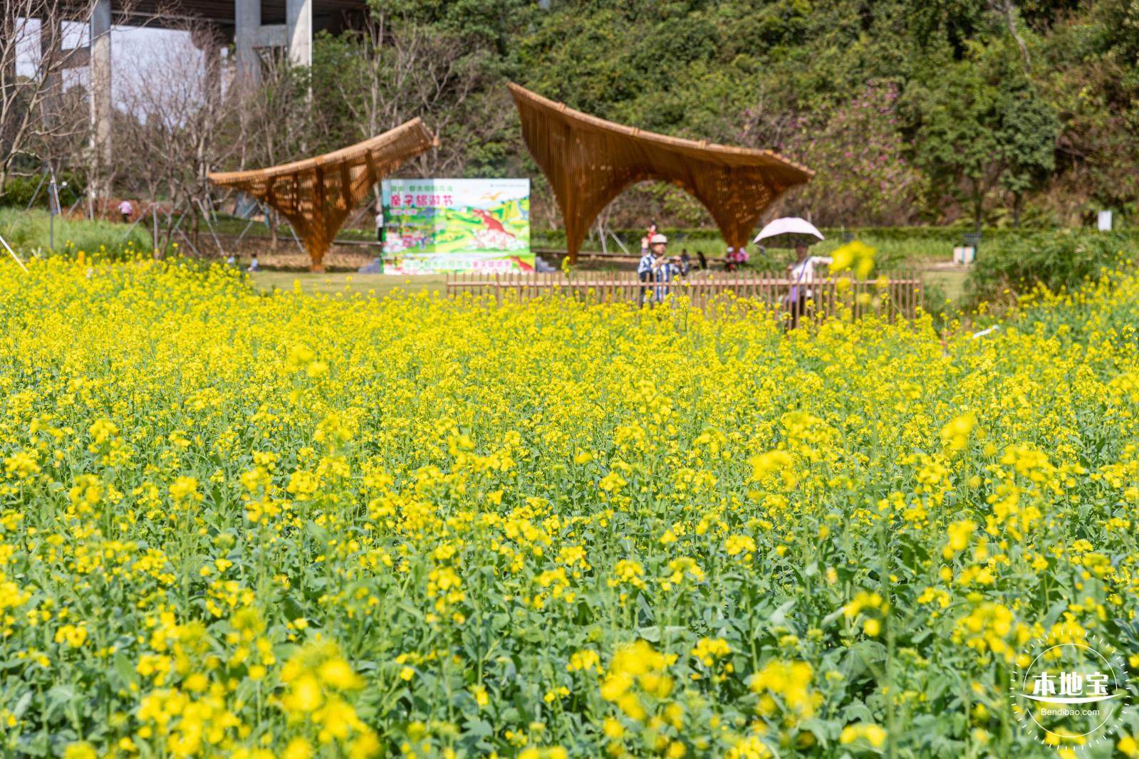 甘坑都市田园花海