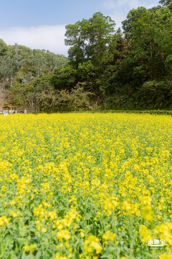 甘坑都市田园花海