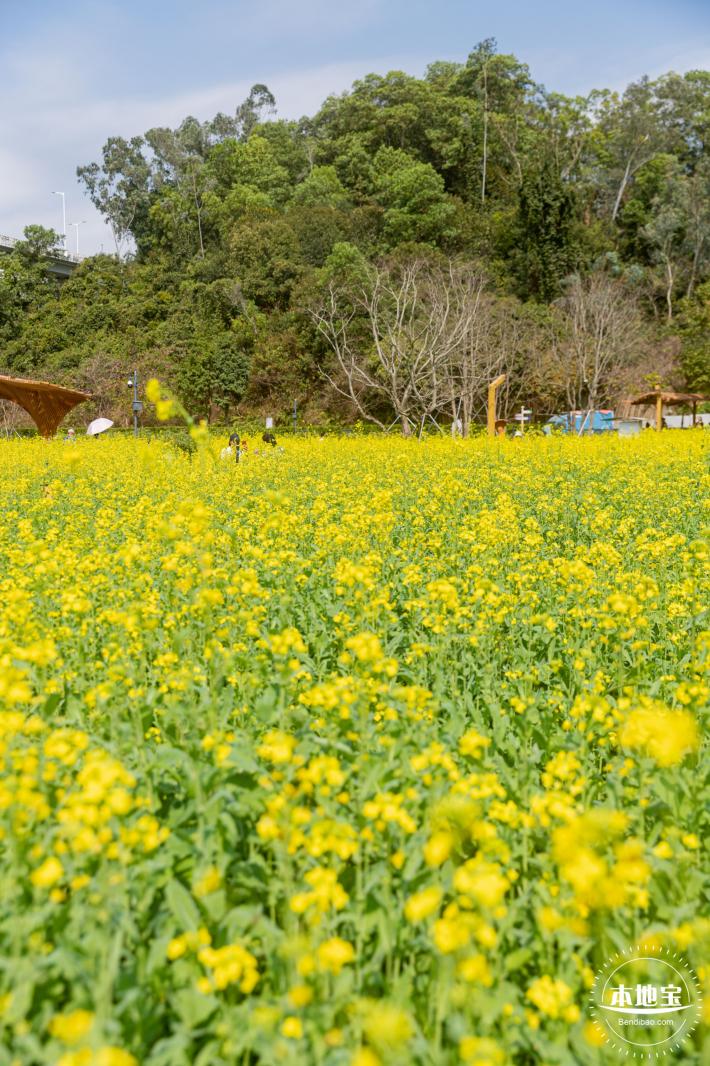 甘坑都市田园花海