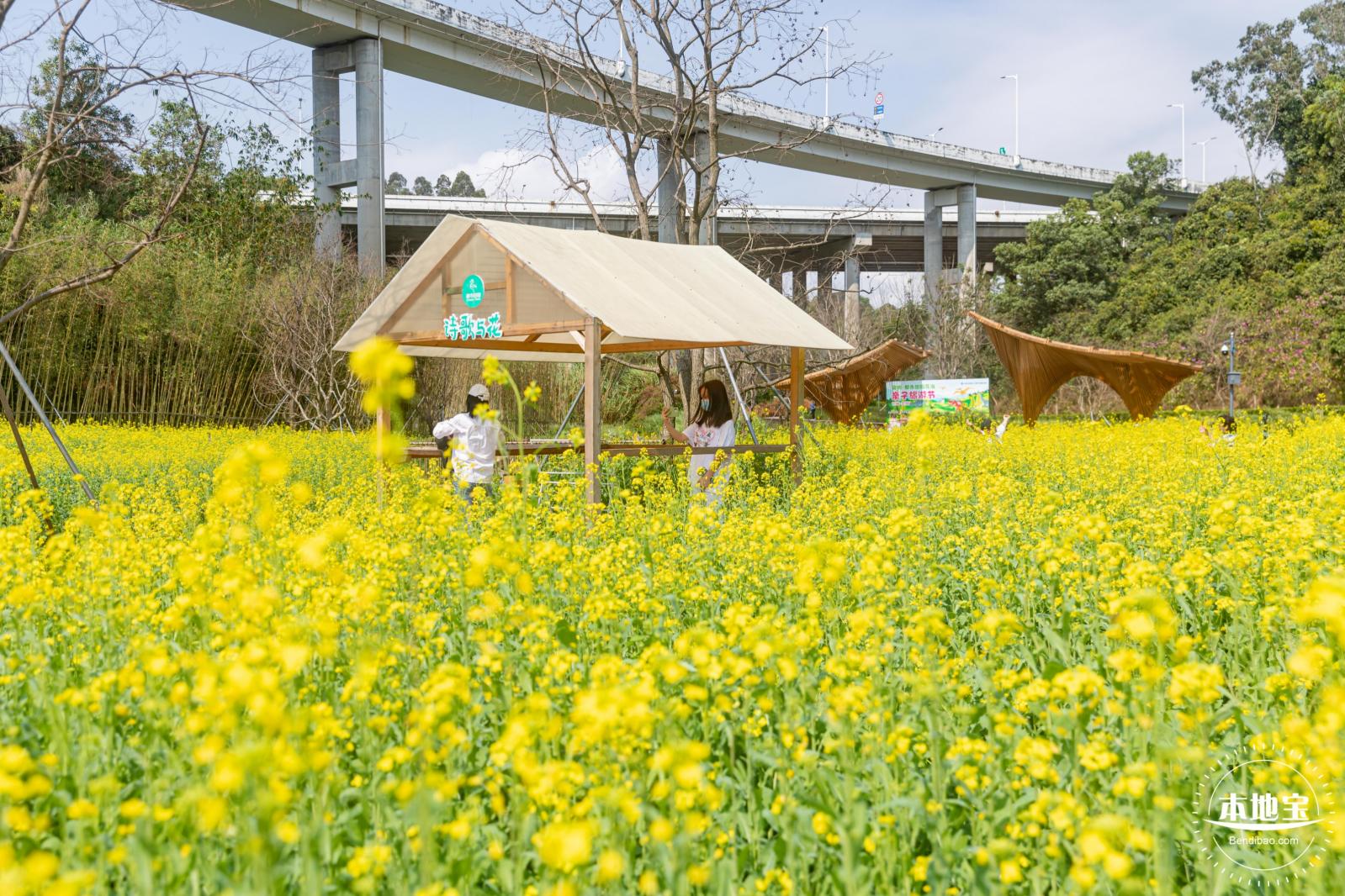 甘坑都市田园花海