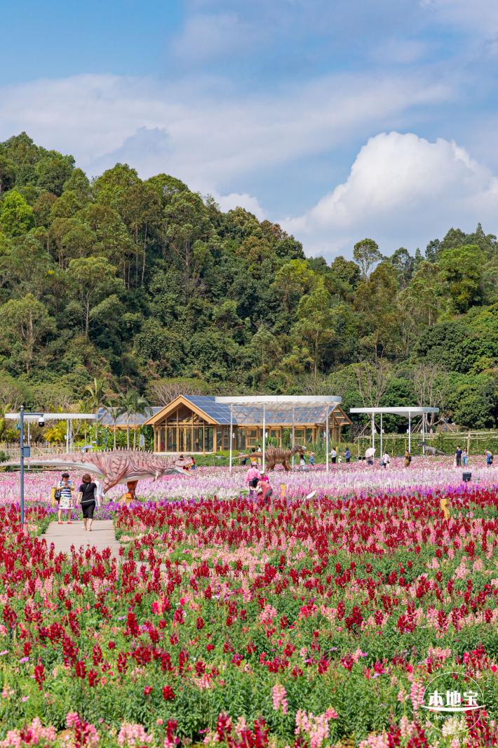 甘坑都市田园花海