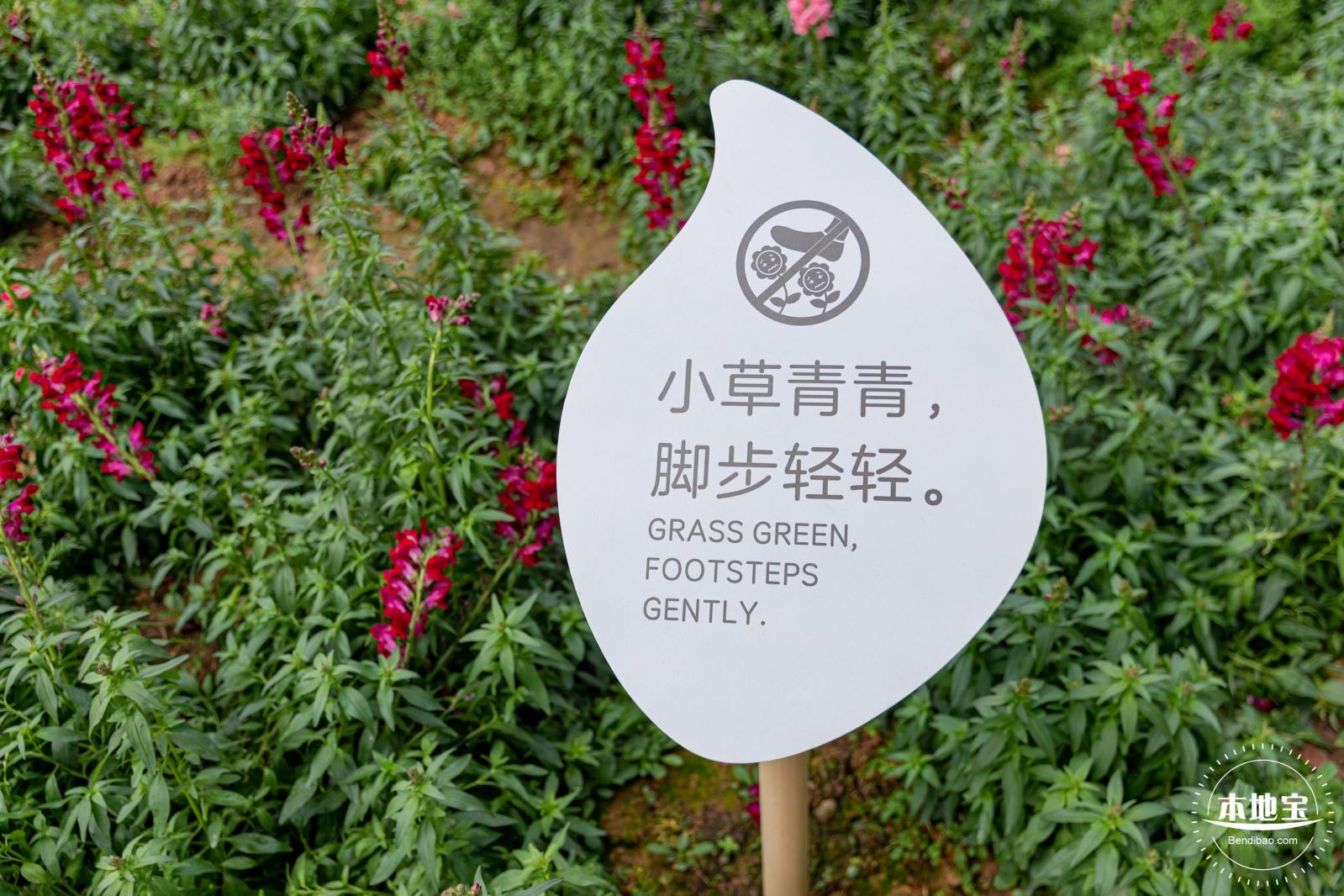 甘坑都市田园花海
