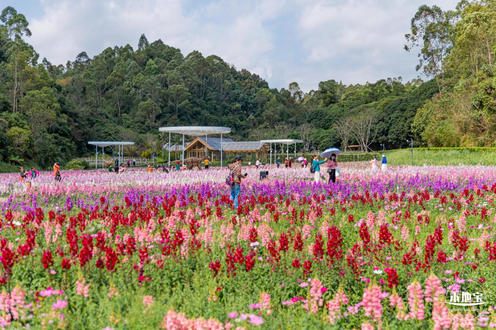 甘坑都市田园花海