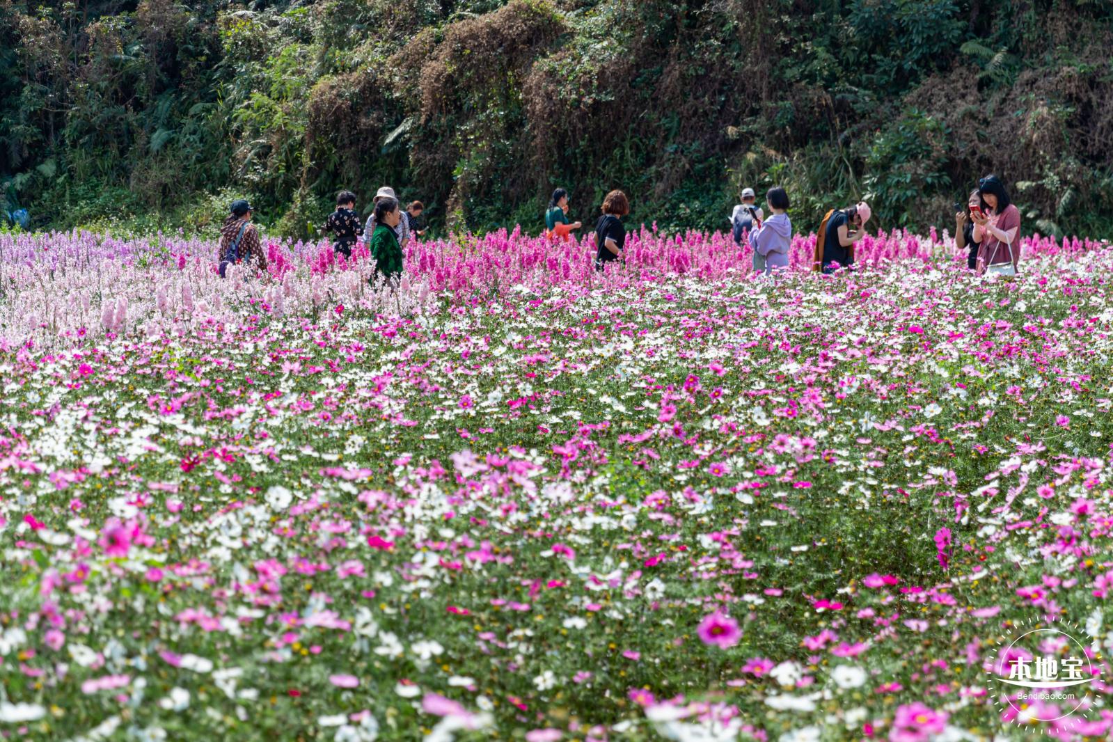 甘坑都市田园花海