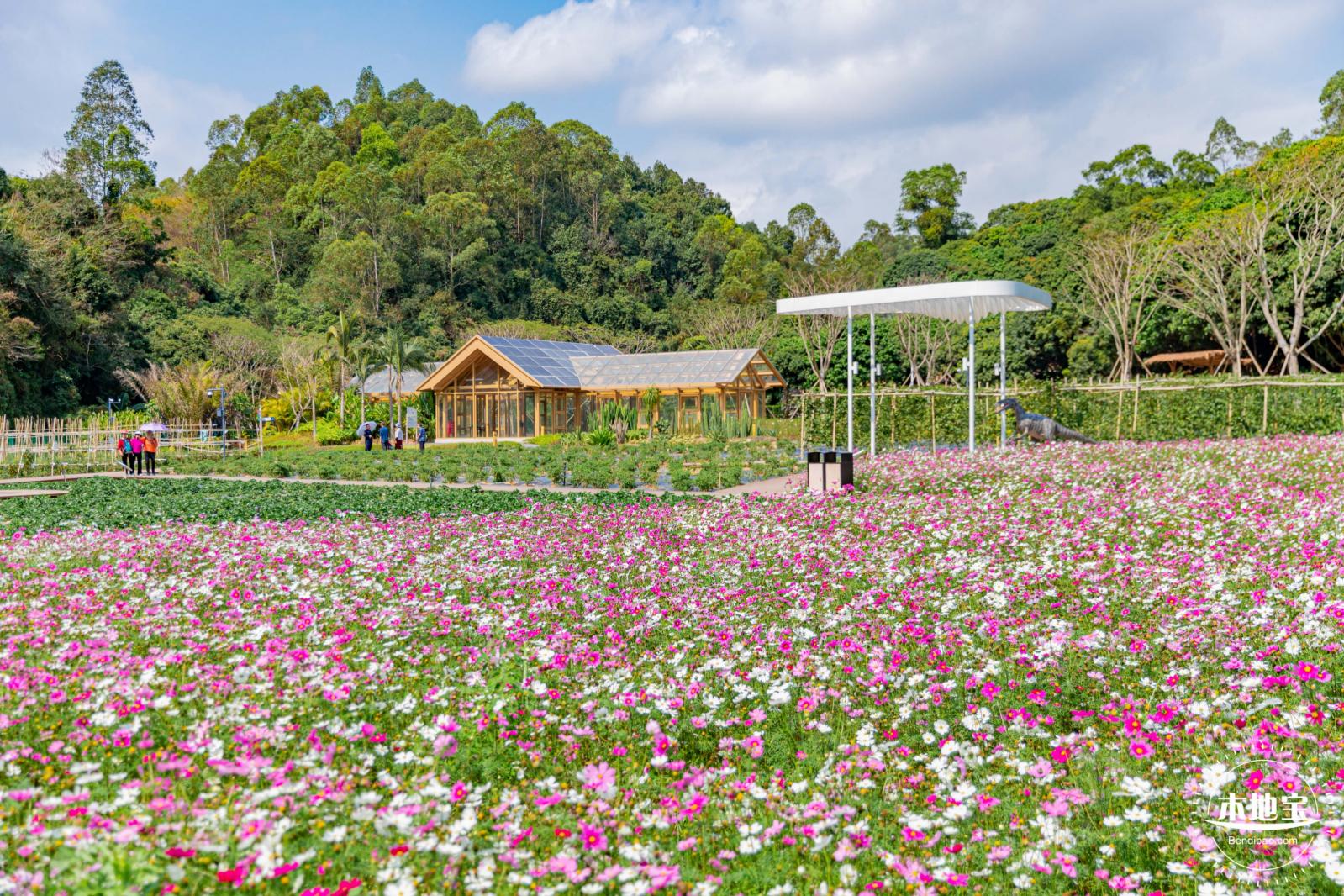 甘坑都市田园花海