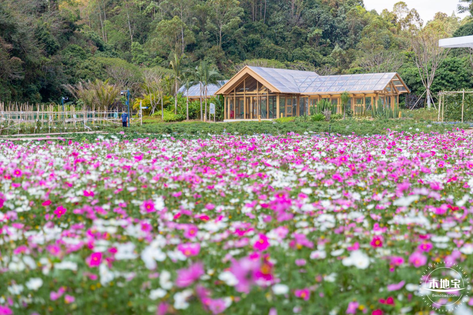 甘坑都市田园花海