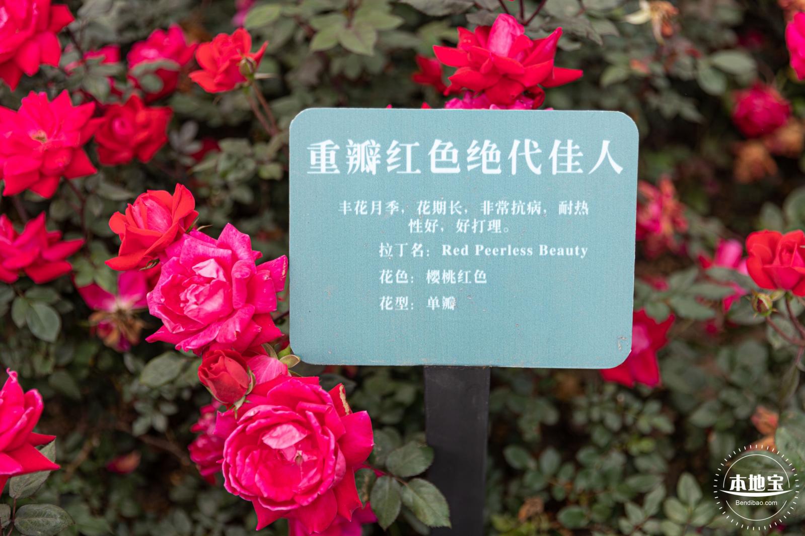 龙潭公园月季