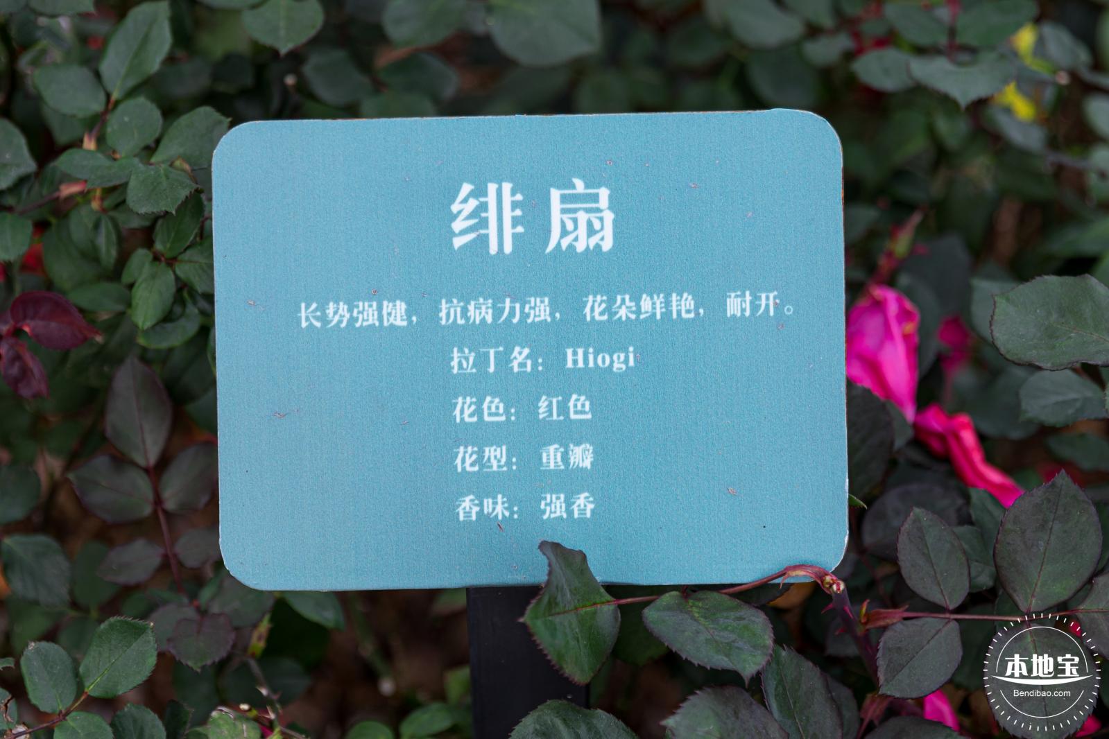 龙潭公园月季