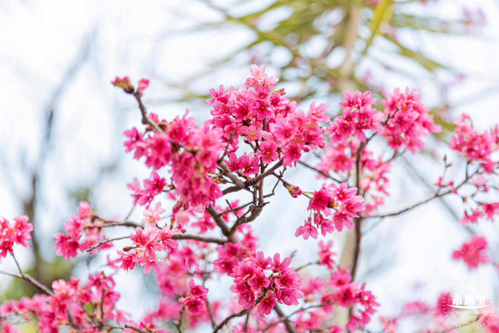 华英路樱花