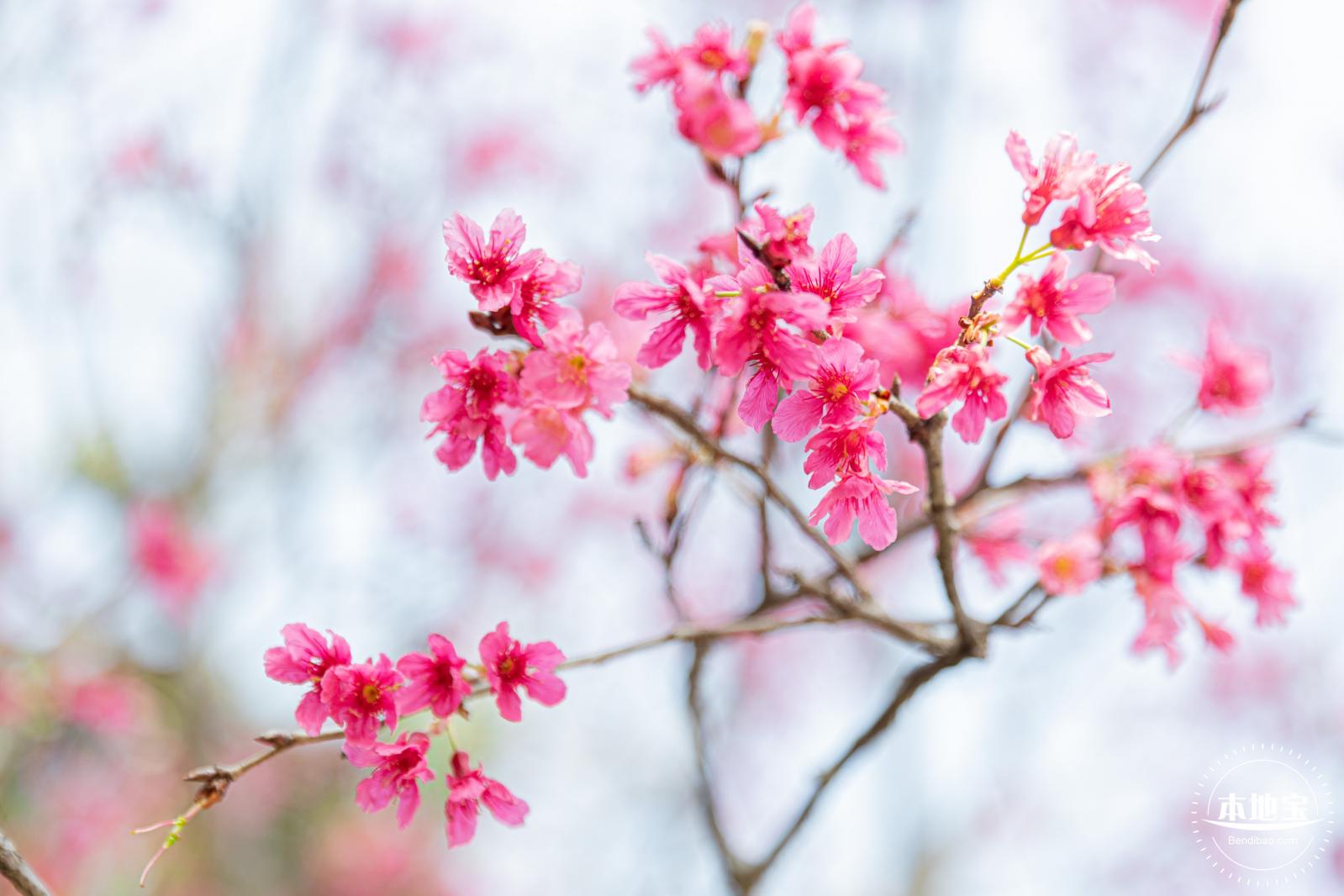 华英路樱花