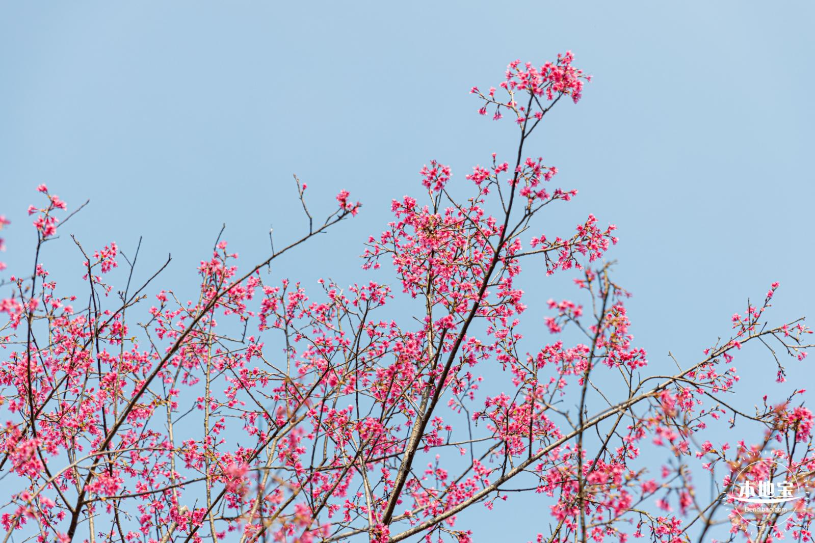 华英路樱花