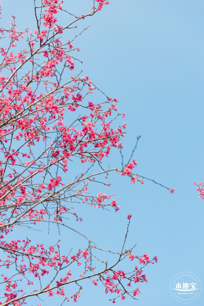 华英路樱花