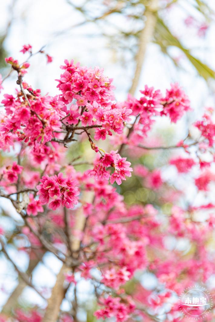 华英路樱花