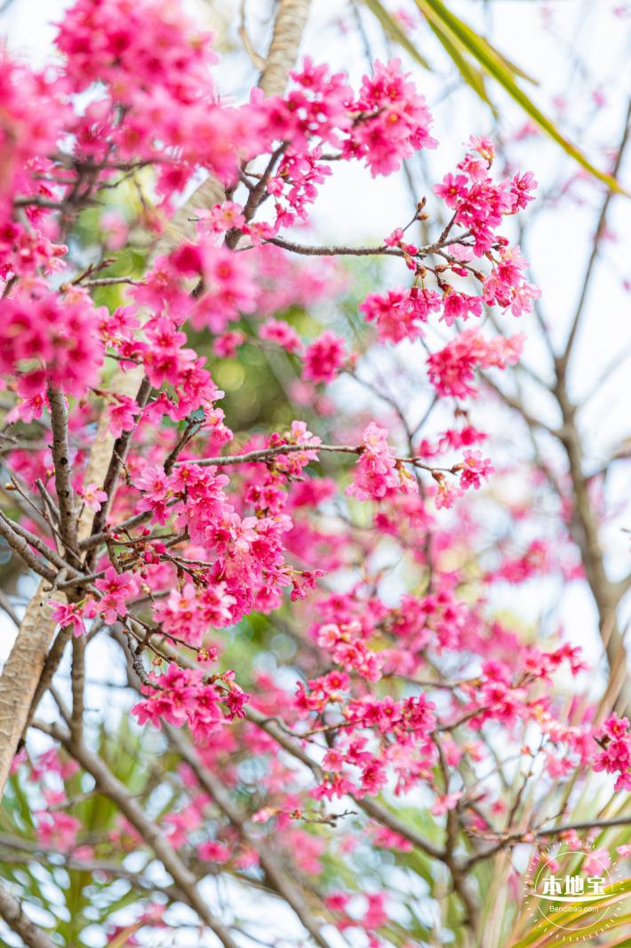 华英路樱花