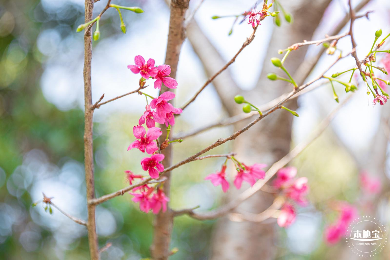 华英路樱花