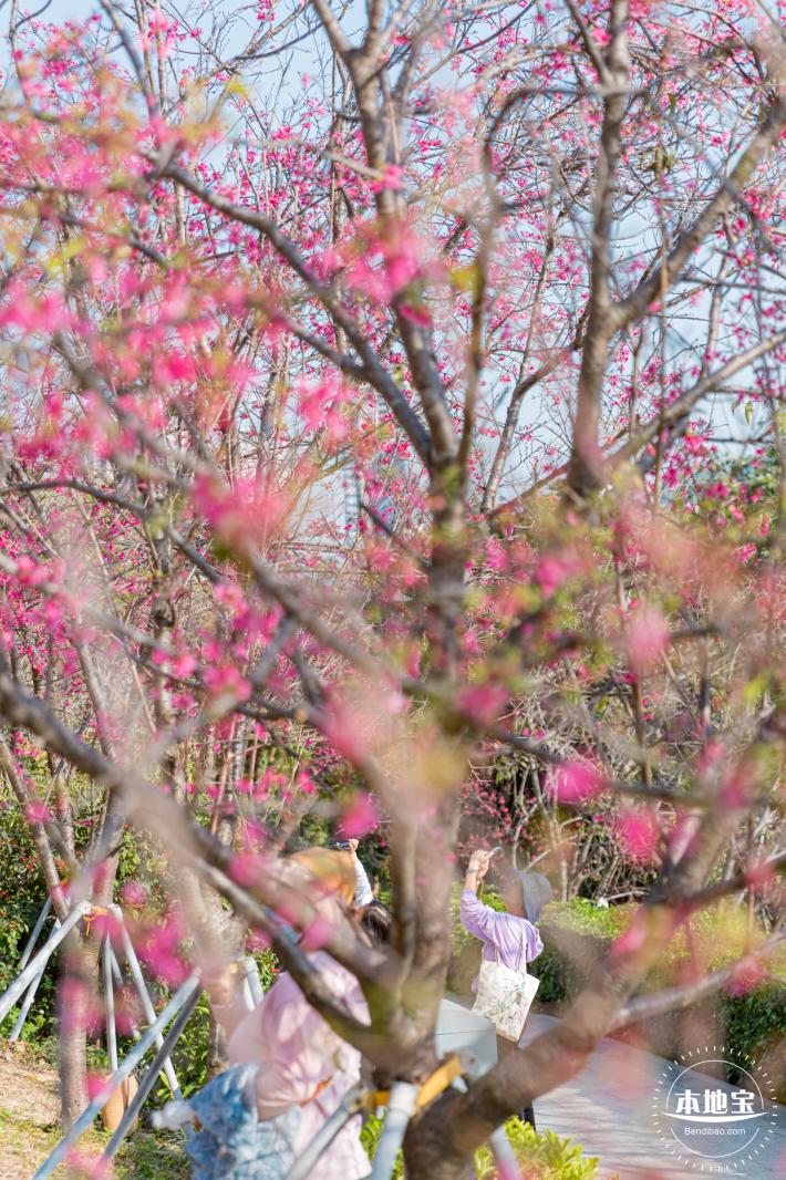 华英路樱花