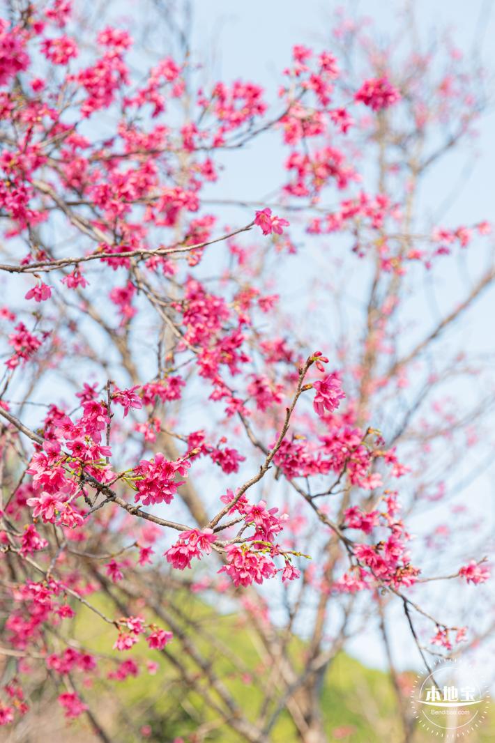 华英路樱花