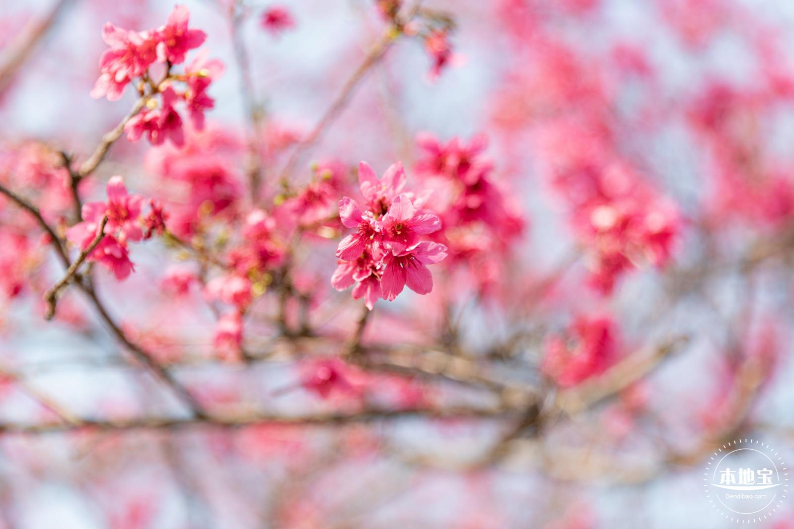 华英路樱花