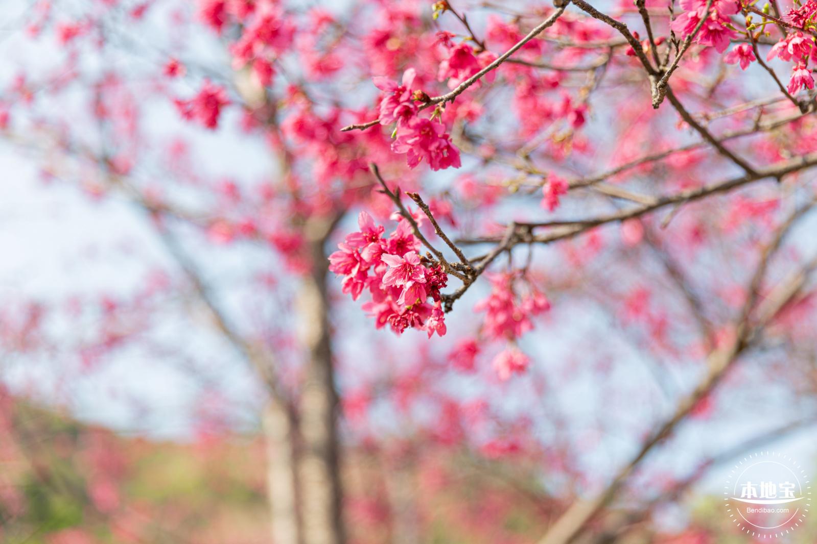 华英路樱花