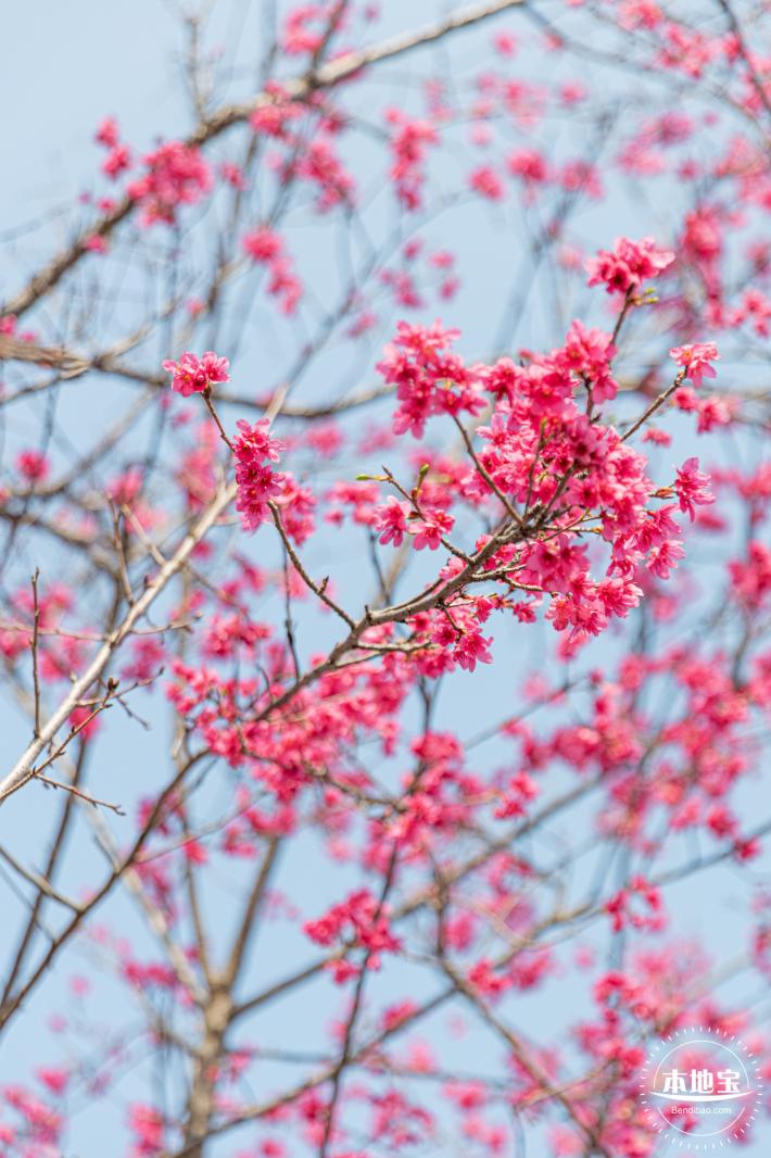 华英路樱花