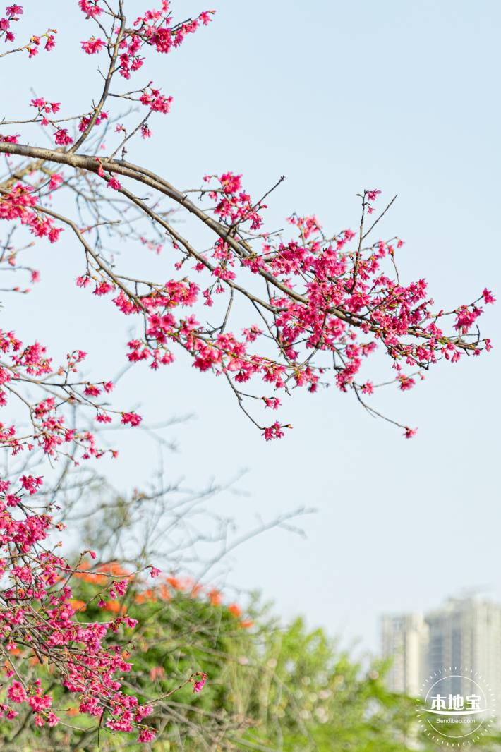 华英路樱花